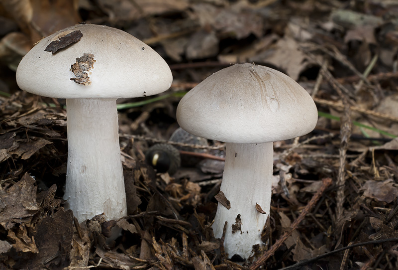 Clitocybe nebularis